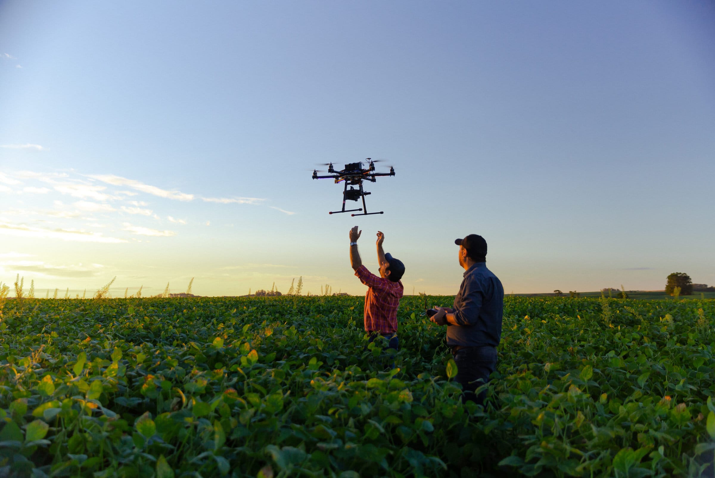 Drone no copyright in a soybean field,